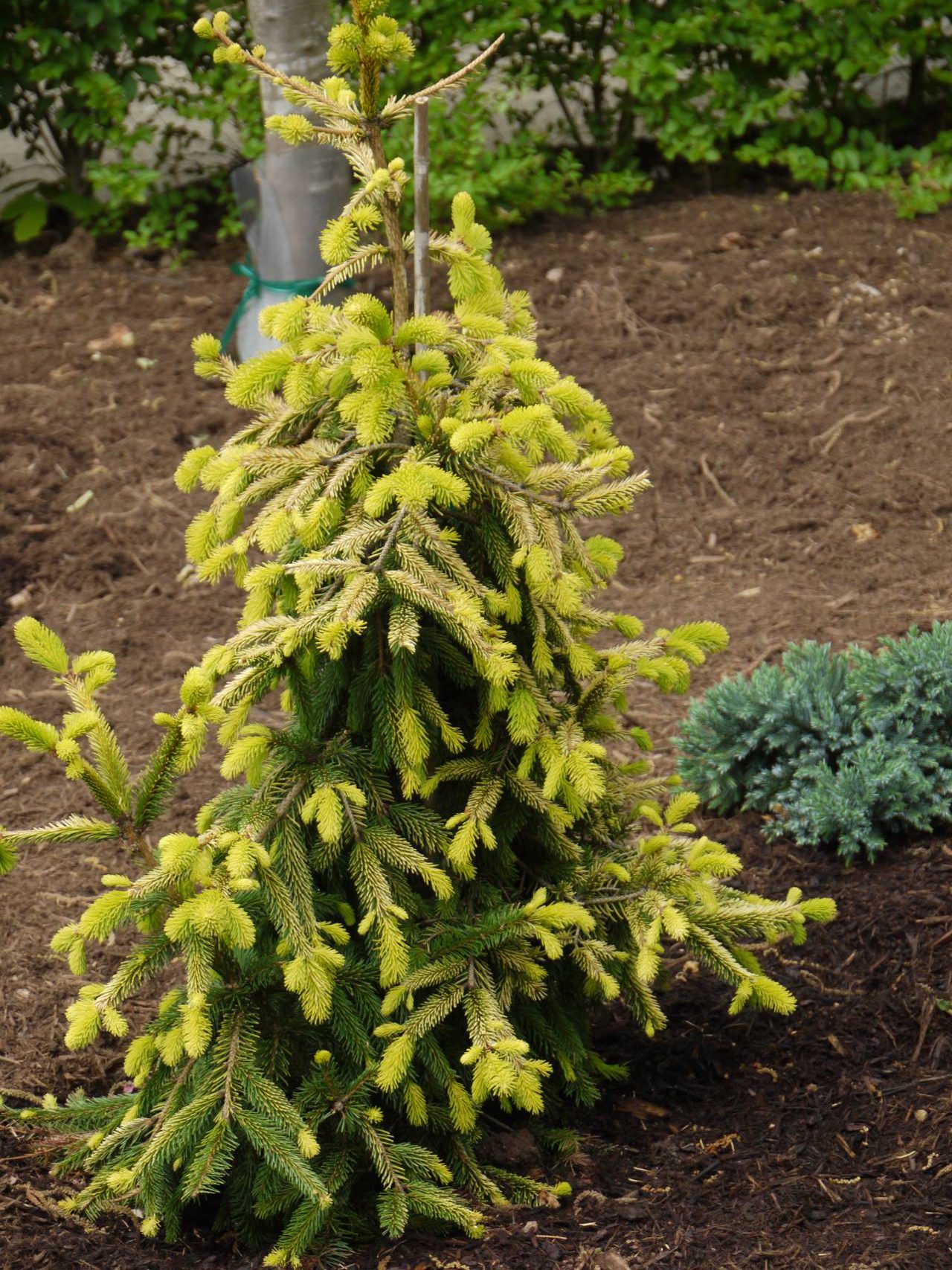 Picea abies Gold Drift conifer evergreen weeping gold